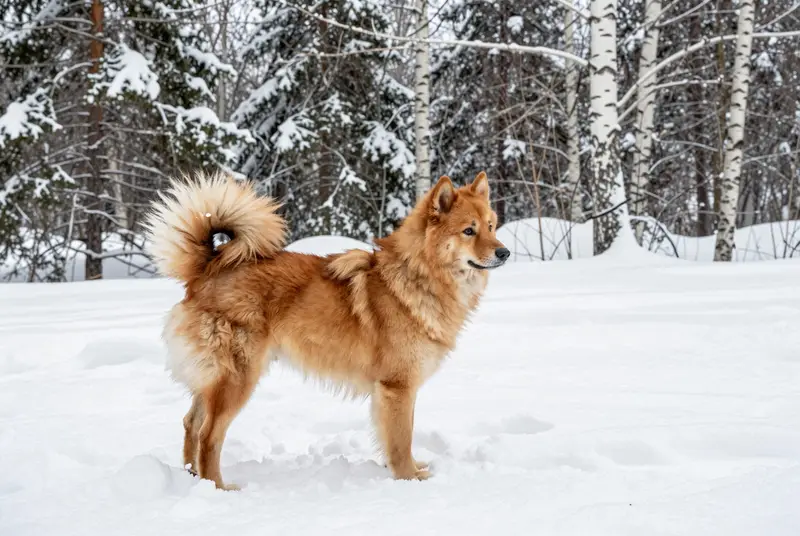 finnish spitz, photo 4