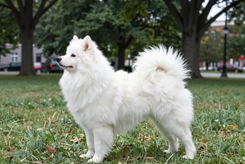spitz japonais, photo 3