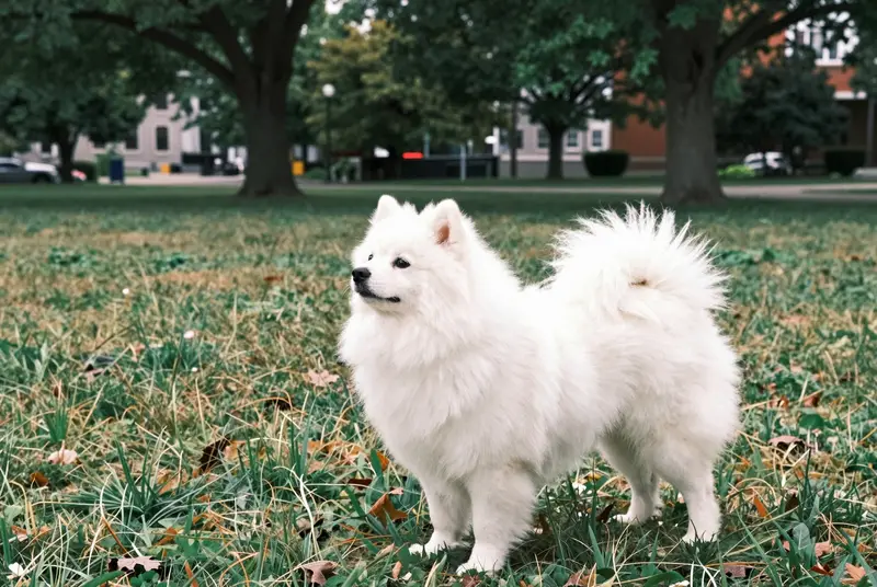 spitz japonais
