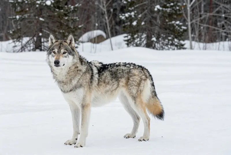tamaskan dog, photo 4