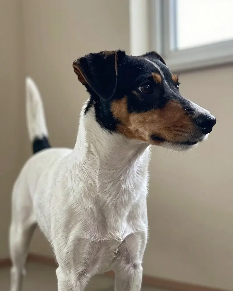 teddy roosevelt terrier, photo 2