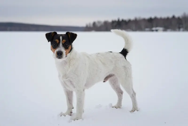 terrier brésilien, photo 4