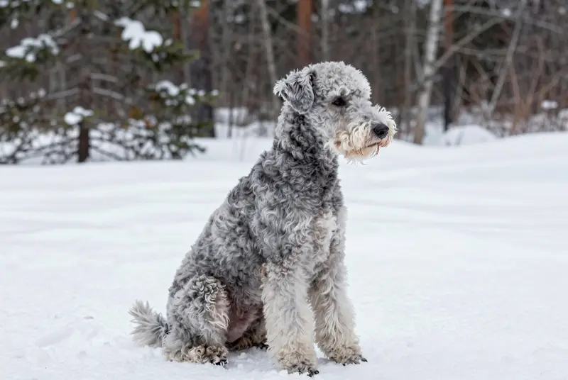 terrier de Bedlington, photo 4