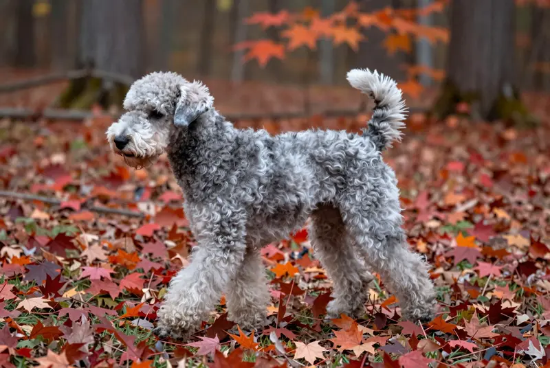 terrier de Bedlington