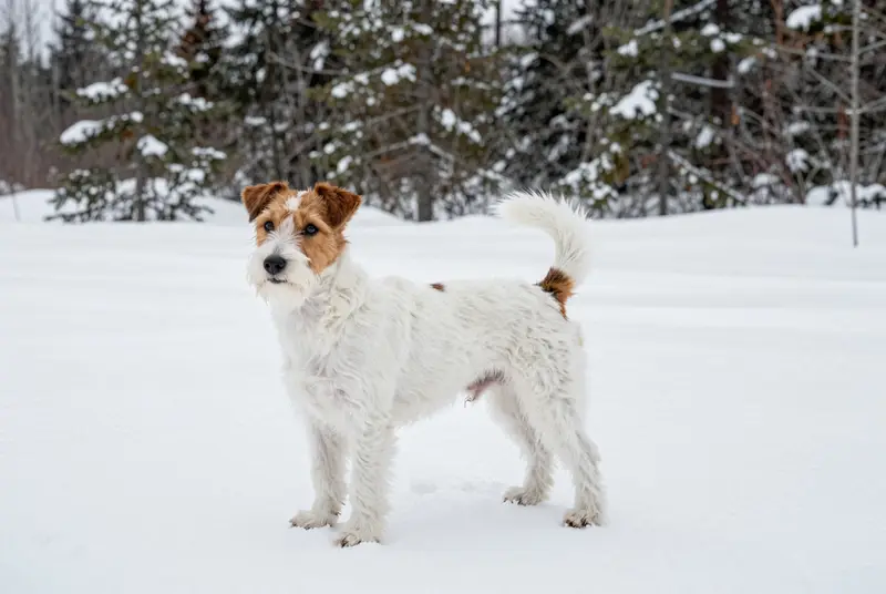 terrier du révérend Russell, photo 4