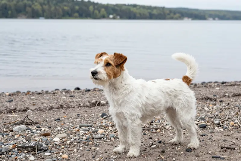 terrier du révérend Russell