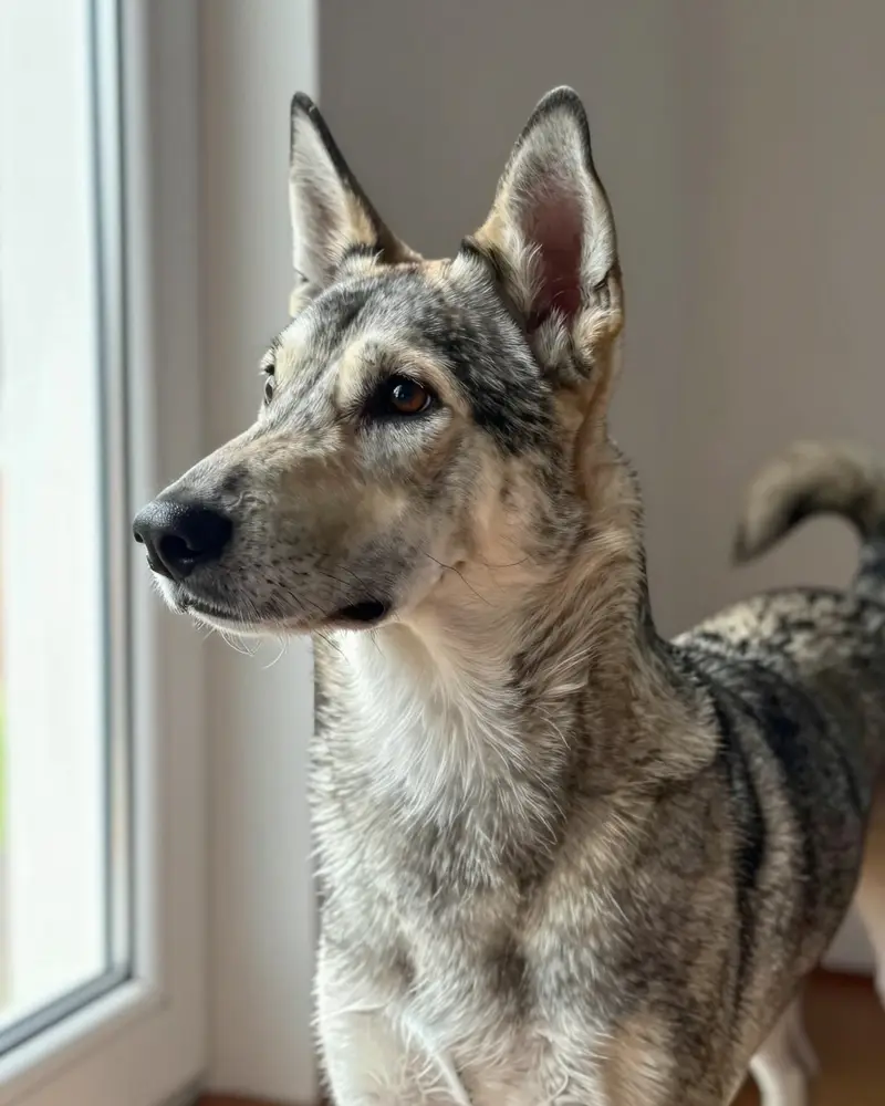 swedish vallhund